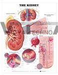 The Kidney Anatomical Chart